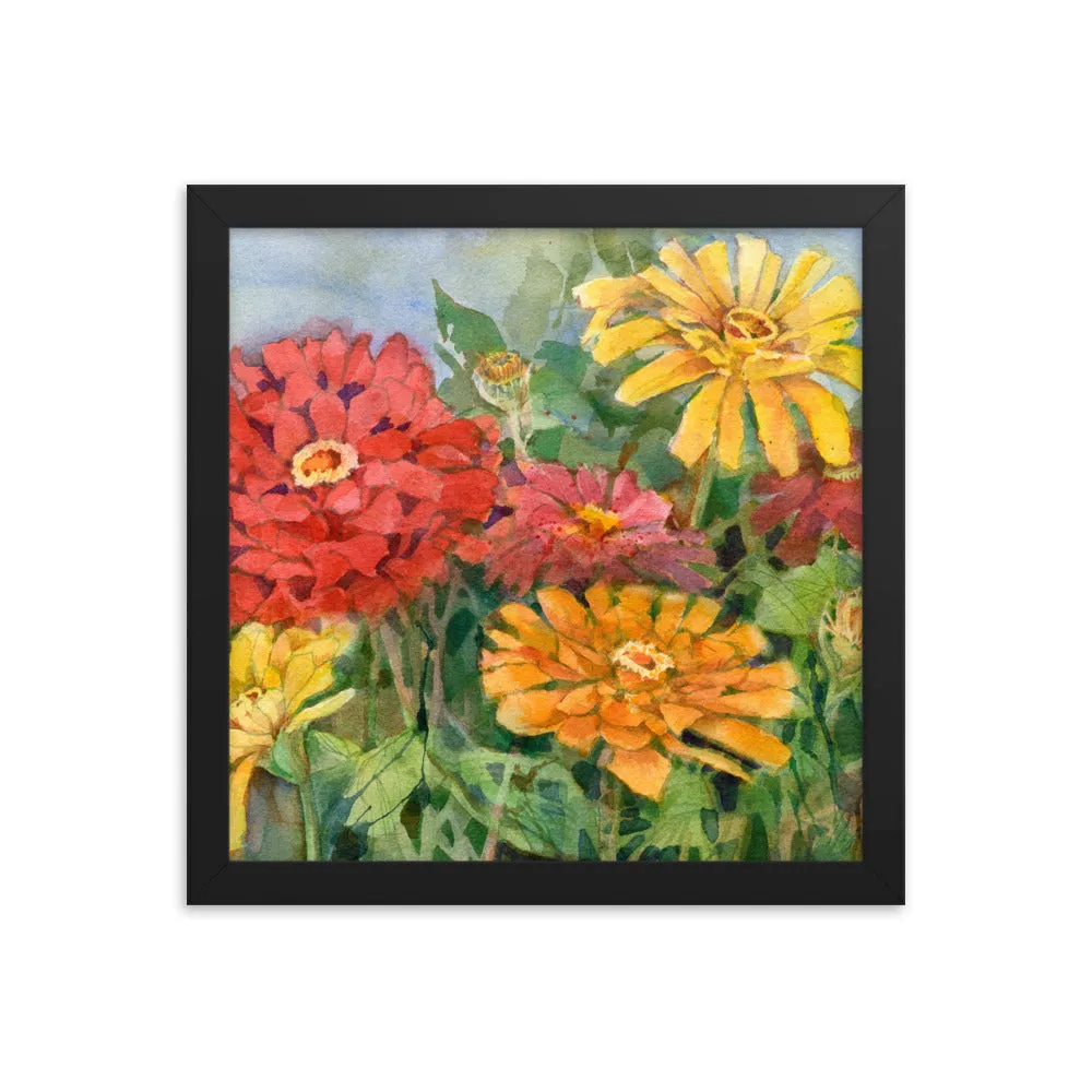 Zinnia Illustration Framed Print